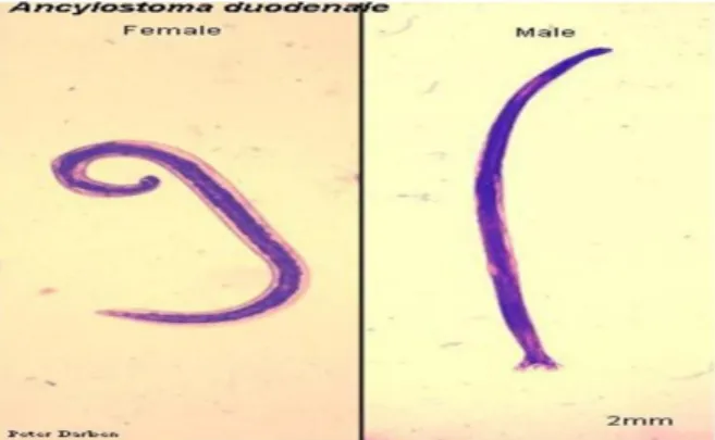 Gambar 2.9 Cacing Dewasa Ancylostoma duodenale (Budiman, 2012)  4. Siklus hidup 