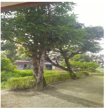 Gambar 1. Pohon Mangga Arumanis (Mangifera indica L) 