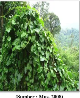 Gambar 1. Tanaman Daun Binahong (Anredera cordifolia (Ten) Steenis)  Tanaman binahong ini merupakan famili Basellaceae