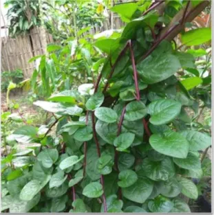 Gambar  3.  Foto  Tumbuhan  Daun  Binahong  (Anredera  cordifolia  (Ten)  Steenis) 