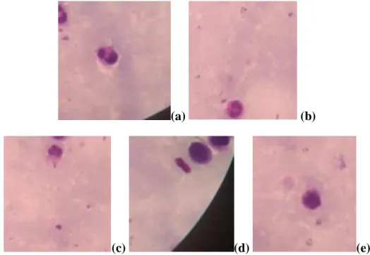 Gambar 10. Jenis-jenis sel leukosit pada perbesaran 1000x 