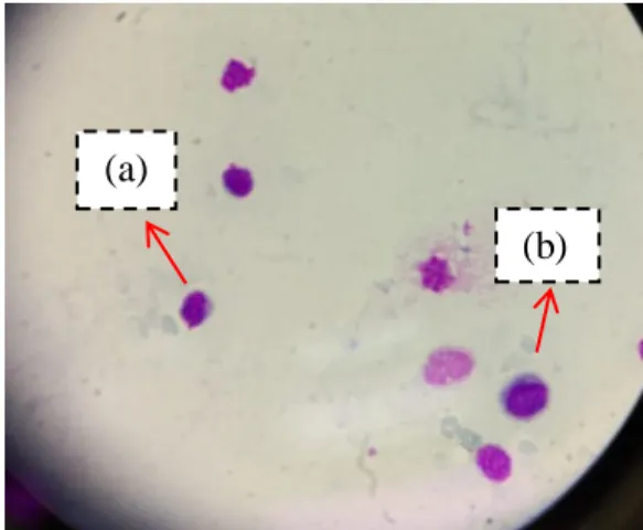 Gambar 11. Fagositosis sel makrofag peritoneum pada perbesaran 1000x 