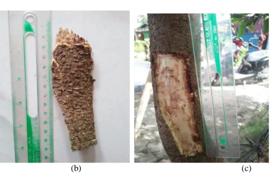 Gambar 8.  (a). Pohon Mangga(Mangifera indica L), (b). Kulit Batang  Mangga  , dan (c)