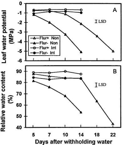 Figure 1. Leaf water potential (A) and relative water content (B) offlurprimidol-treated (Flur+) and untreated (Flur−) white ash seedlingsgrown in irrigated (Irri) or nonirrigated (Non) conditions at 5, 7, 10,14, 18 and 22 days after withholding water