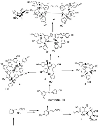 Fig. 1. Biogenetic relationship of phenolic compounds from  A. marginata  