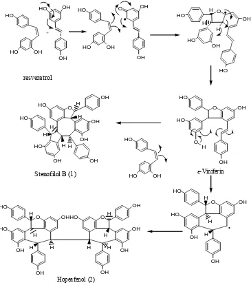 Gambar 3. Hubungan biogenesis stenofilol B (1) dan hopeafenol (2). 