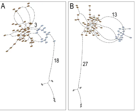 Figure S1. Statistical parsimony networks of Y chromosome haplotypes in bears.  