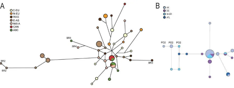 Figure S3. Median joining networks (Bandelt et al. 1999) of weighted Y haplotypes 
