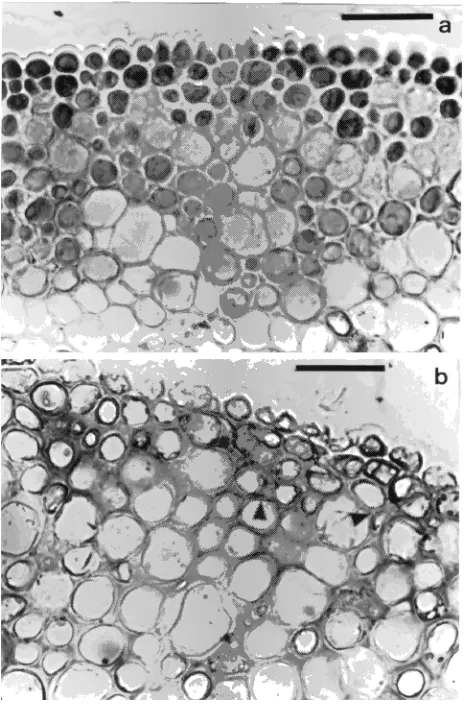 Figure 5. Transverse sections of leaf petioles cultivated in vitro. (a)Control explants with abundant flavanol inclusions in the cell lumenand non-staining cell walls, especially in the epidermis and in the firstsubepidermal layer; and (b) explants cultivated on ABA showingdisintegration of flavanol inclusions and movement of flavanols to thecell periphery and into the cell walls (arrowheads) (bar = 50 µm).