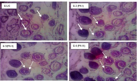 Figure 4: c-Myc expression based immunohistochemistry assay (IHC) for each group control and treatment with 