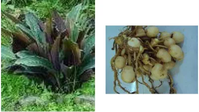 Figure 5. The plant and rhizoma of K. rotunda 