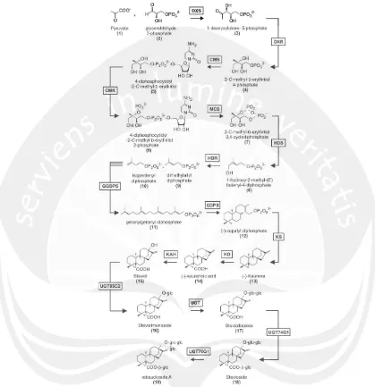 Gambar 3. Skema Biosintesis Steviosida melalui Jalur MEP  (Brandle dan Telmer, 2007) 