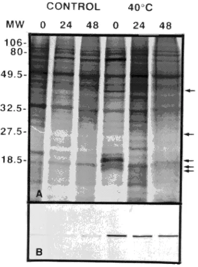 Figure 3. Synthesis of heat-shock proteins in buds of hybrid poplarfollowing a 2-h exposure to either 20 (control) or 40 collected in March 1994