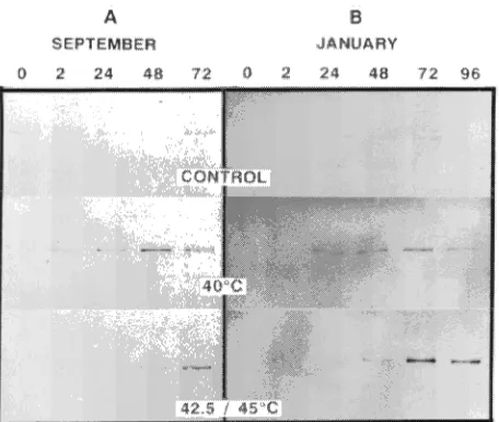Figure 5. Immunoblots (6 µ1994 and January 1995 and exposed to 20 (controls), 40, 42.5, or 45 probed with HSP70 antibody
