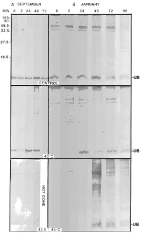 Figure 6. Immunoblots (6 µtrols), 40, 42.5, or 45 body. Samples were collected in September1994 and January 1995 and exposed to 20 (con-of hybrid poplar buds probed with ubiquitin anti-g protein per lane)°C for 2 h