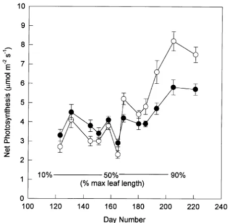 Figure 2. Rates of net photosynthesis of current-year (�) and one-year-old (�) first-flush foliage measured at midday under field conditions.Percentages at the bottom correspond to the growth of the current-yearfoliage, also shown in Figure 1