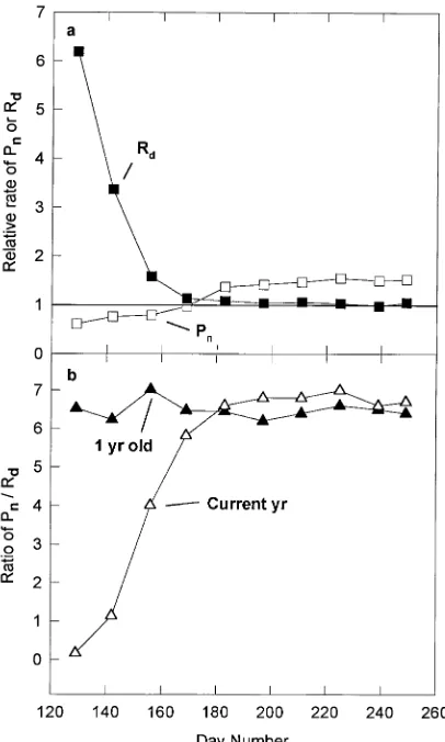 Figure 3. (a) Relative rates of net photosynthesis (Pn) and dark respi-ration (Rd) of current-year foliage compared with one-year-old foli-age