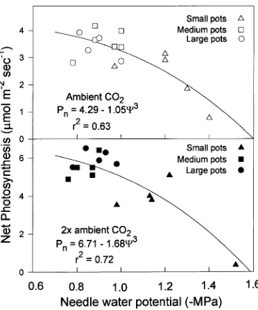 Figure 3. Effects of pot volume (Small = 0.6 l, Medium = 3.8 l andLarge = 18.9 l) on mean photosynthetic rate of loblolly pine seedlingsmately 5 months of treatment exposure