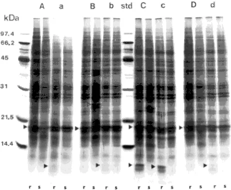 Figure 1. Representative silver-stained gel of proteins separated bySDS-PAGE from four contrasting seedling pairs