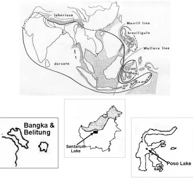 Fig. 2.  Map of Indonesia and the areas where Sunggau, Tikung, and Tingku have been being practiced