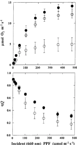 Figure 8. Oxygen evolution per mg Chl for control seedlings. Eachpoint is the mean of three measurements