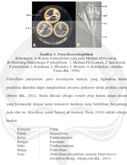 Gambar 5. Penicillium pinophilum 