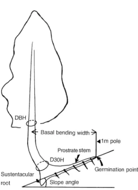 Figure 1. Basal bending in a Thujopsis dolabrata var. hondae tree. (a) Sustentacular root, (b) prostrate stem, (c) germination point and (d) stem.
