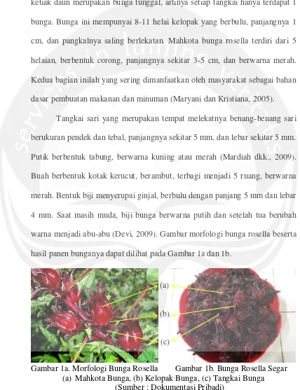 Gambar 1a. Morfologi Bunga Rosella        Gambar 1b. Bunga Rosella Segar 