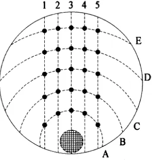 Figure 1. Layout of a 150 × 15 mm petri dish set up as a hormone-gra-dient plate. The larger hatched circle indicates the position of the filterdisk that is loaded with plant hormone and the smaller circles show thepositions of the bud-slice explants.