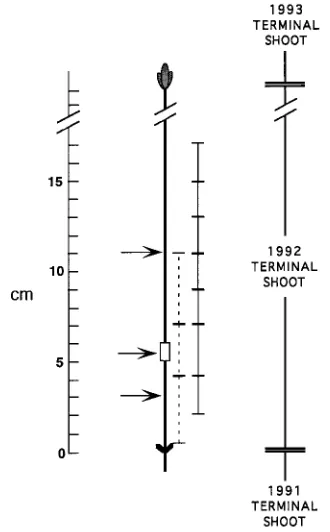 Figure 1. Site of ringing with Ethrel (middle arrow) and of the segmentsobtained to measure ethylene evolution (solid line) and IAA concentra-tion (dashed line) along the length of the 1992 terminal shoot