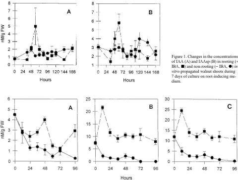 Figure 1. Changes in the concentrationsof IAA (A) and IAAsp (B) in rooting (+