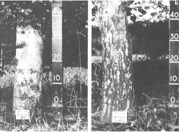 Table 3. Flowering of seedling trees and micropropagated birch trees.Mean flowering score was based on a scale of 1 to 3, where 1represents the least number of flowers per tree.
