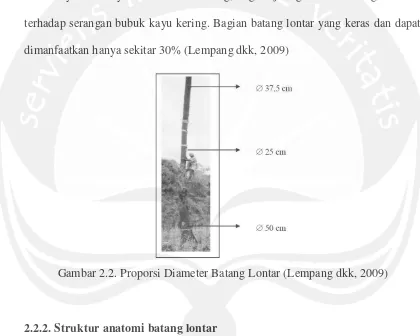 Gambar 2.2. Proporsi Diameter Batang Lontar (Lempang dkk, 2009) 