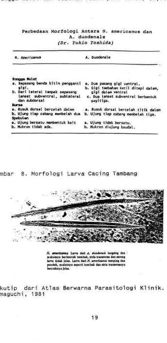 Gambar 8. Morfologi Larva Cacing Tambang