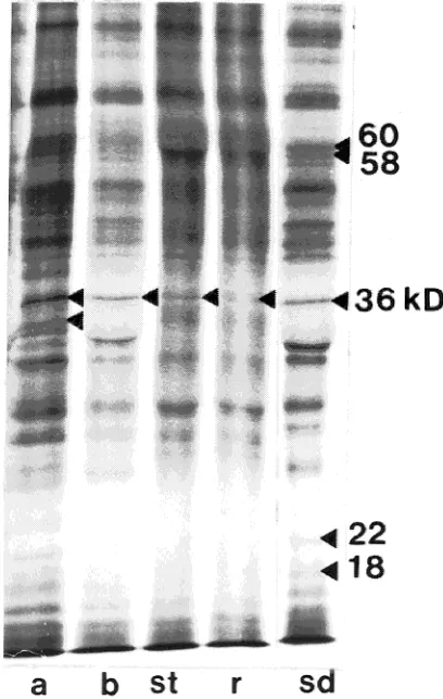 Figure 8. Fluorographs of a one-dimensional gel electrophoresis sepa-ration of proteins synthesized Populus grandidentata stem; (r) root; (sd) seed