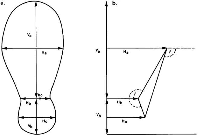 Figure 1. (a) Measurement of rootcross section dimensions. (b) Calcu-gle (t), I-angle (i), and lation of root shape descriptors: T-an-Va/Vb ratio.