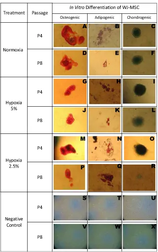 Figure 1Morphological appearance of osteogenic, adipogenic and chondrogenic differentiation of WJ-norMSCs (normoxia-treated WJ-MSCs) and WJ-hypoMSCs (hypoxia-treated WJ-MSCs) at P4 and P8