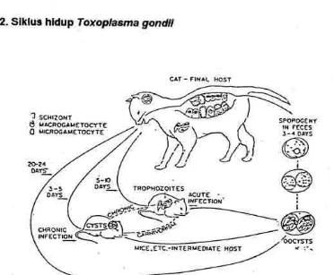 Gambar 2, Siklus hidup Toxoplasma gondiisumber : J. K. 