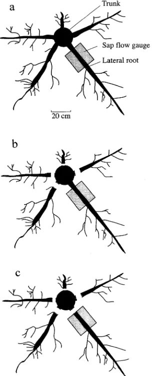 Table 1. Number and total cross-sectional area of lateral roots, mean dailytranspiration, daily absorption and the fraction of total transpiration supplied by lateral roots in Grevillea trees growing on soil of differing depths.