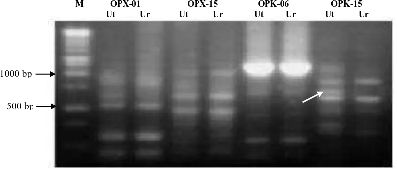 Gambar 4. Hasil amplifikasi PCR dengan primer OPX-01, OPX-15, OPK-06,                   dan  OPK-15 pada sampel Udang katekin tinggi (Ut) dan Udang katekin                    rendah (Ur)