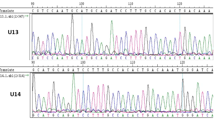 Gambar 8. Visualisasi sebahagian elektrophoregram sekuen DNA fragmen  U13, dan U14 (gambir Udang berpotensi kadar katekin tinggi)