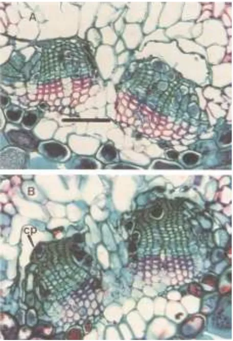 Figure 4. (A) Illustration of healthy, vigorous, blue-green stainedphloem cells in the vascular bundle of current-year foliage (500×magnification, bar = 0.05 mm) and (B) crushed phloem cells (CP) atthe endodermis of the vascular bundle of 4-year-old foliag