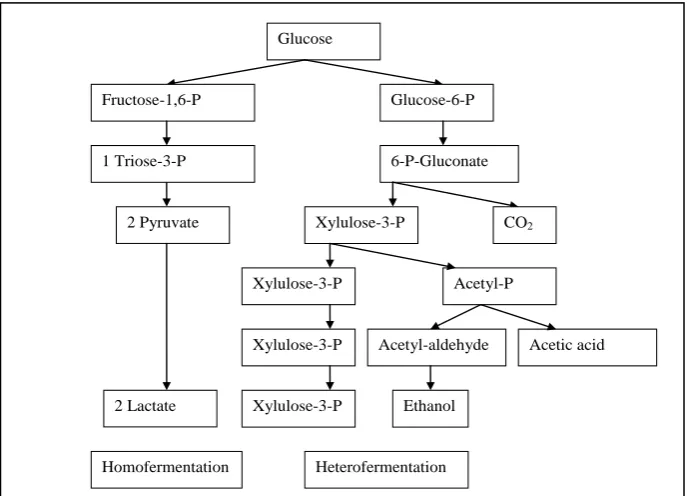 Figure 1 . Scheme of sourdough bread production; baker‟s yeast may be added.