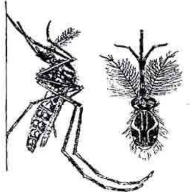Gambar 6. Nyamuk Aedes aeg/pti dewasa