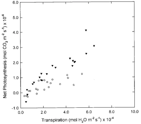 Figure 4. Effect of treatment temperature on water-use efficiency ofred spruce seedlings