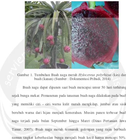 Gambar 1. Tumbuhan Buah naga merah Hylocereus polyrhizus (kiri) dan 