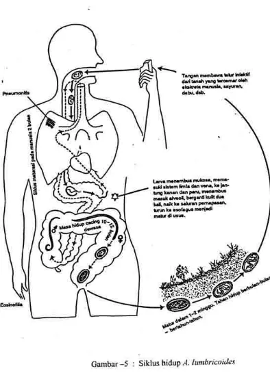 Gambar -5 : Siklus hidup A- lumhricoicles