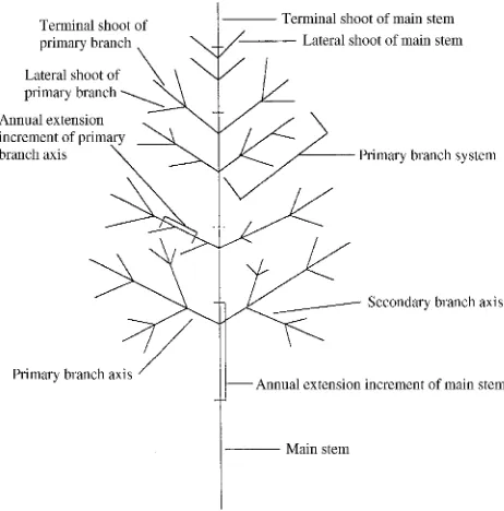 Figure 1. Diagrammatic representation of the descriptive terminologyused in the text. Diagram is representative of the branching pattern ofthe white ash crown examined.