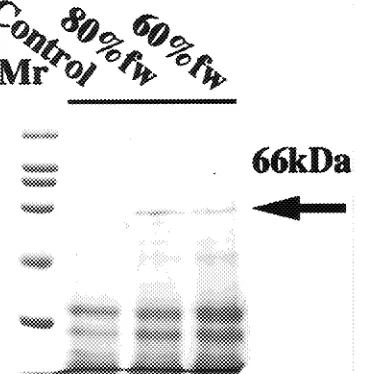 Figure 3. Western blot analysis of total proteins using anti-66-kDaprotein polyclonal antibodies