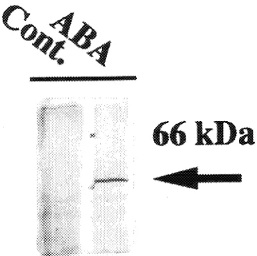 Figure 6. An SDS-PAGE analysis of boiling-stable proteins fromwater-stressed and rehydrated aspen shoots
